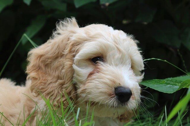 cockapoo puppy