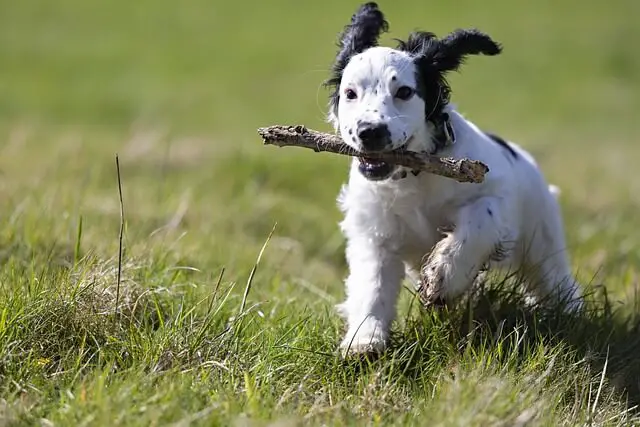 cocker fetching stick