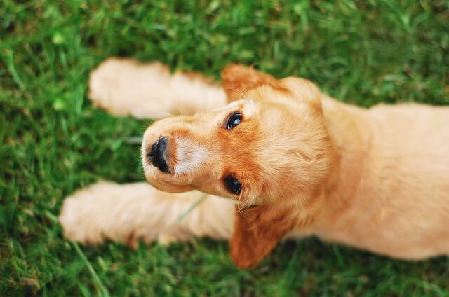 cocker puppy