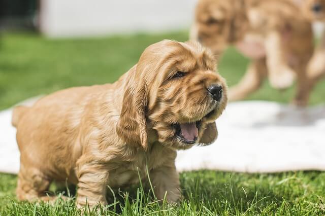 cocker puppy