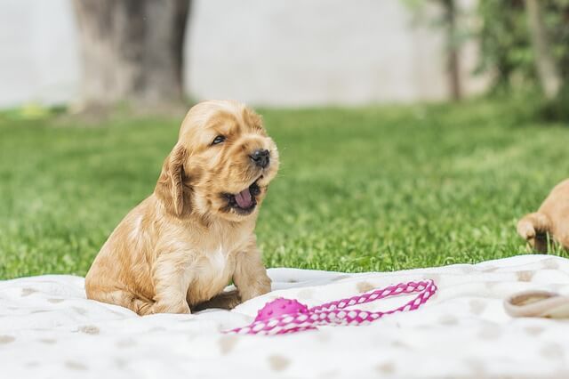 cocker puppy yawning in park