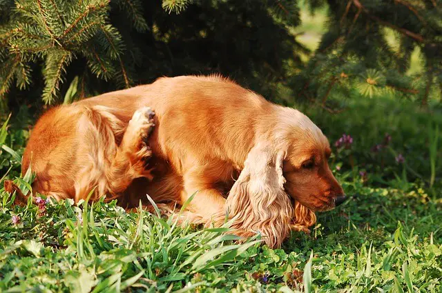 cocker scratching