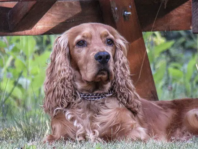 cocker spaniel