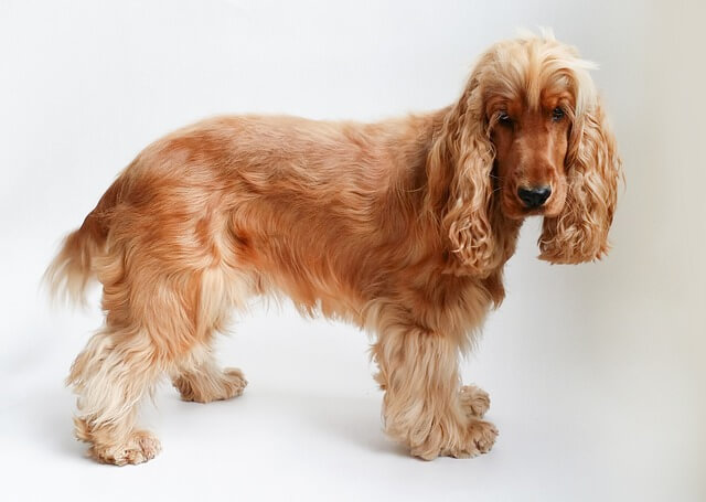 cocker spaniel