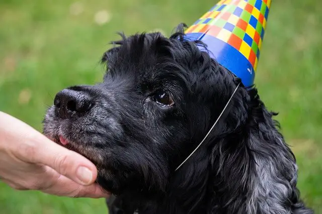 cocker spaniel birthday