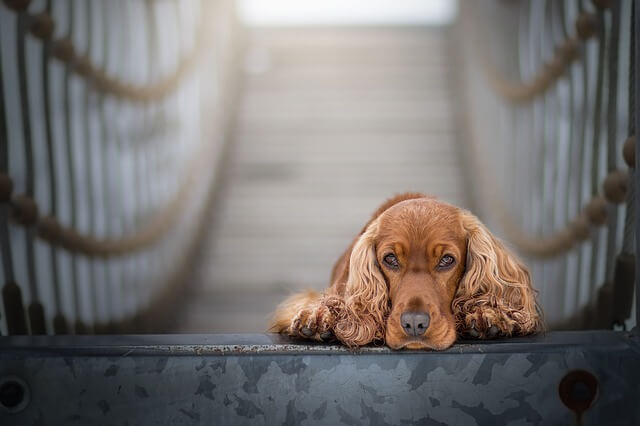 Cocker Spaniel Inglese