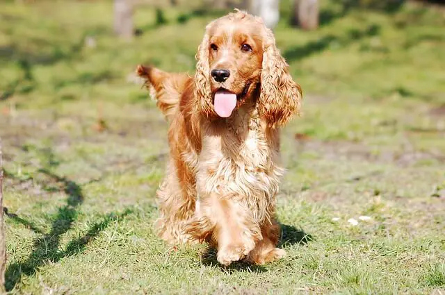 english cocker spaniel