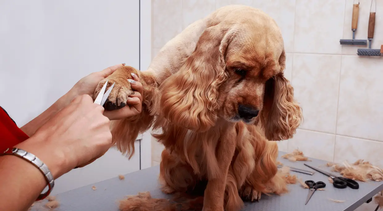 acicalamiento cocker spaniel