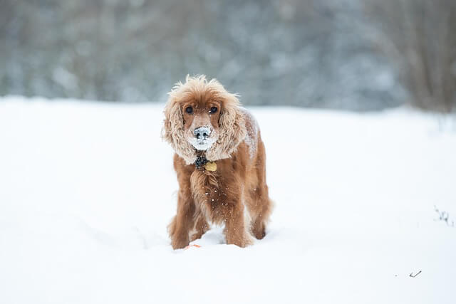 cocker spaniel in snow