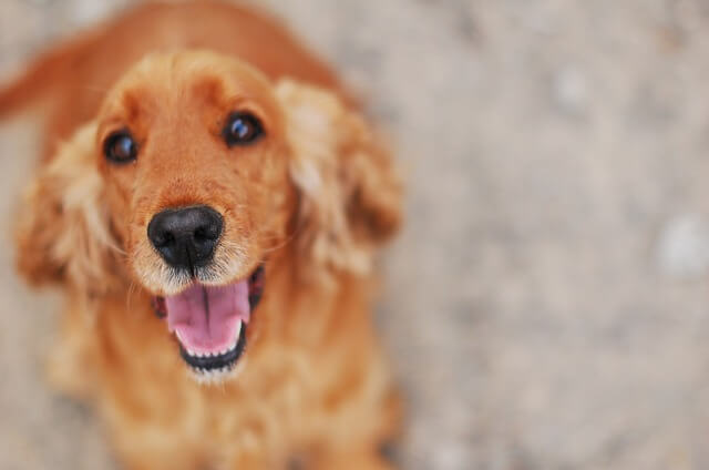 cocker spaniel smiling