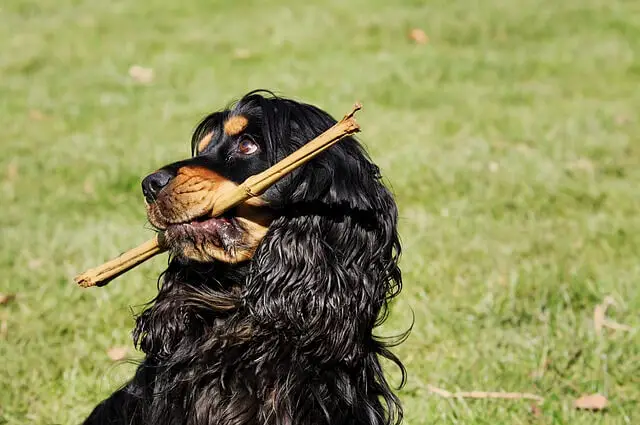 cocker-spaniel with a stick