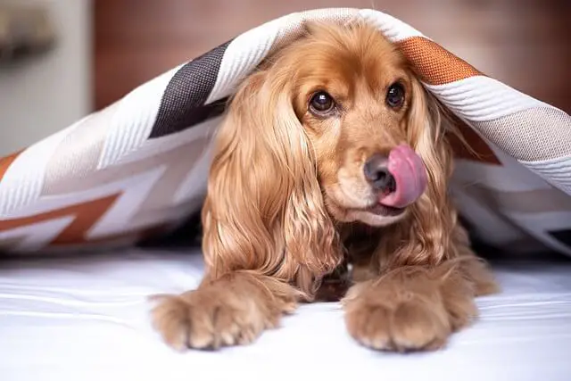 cocker spaniel with blanket