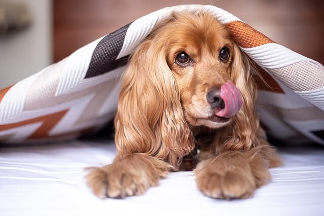 cocker spaniel con manta