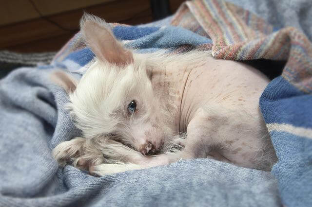 cold chinese crested puppy