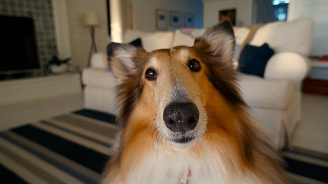 collie closeup