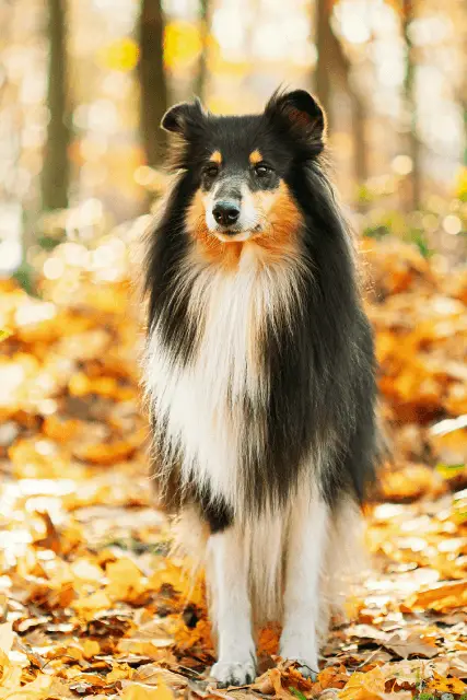 Collie Rough