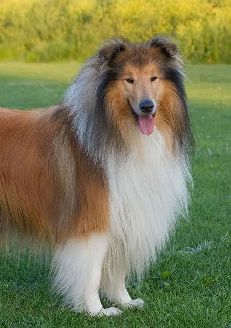 rough collie standing
