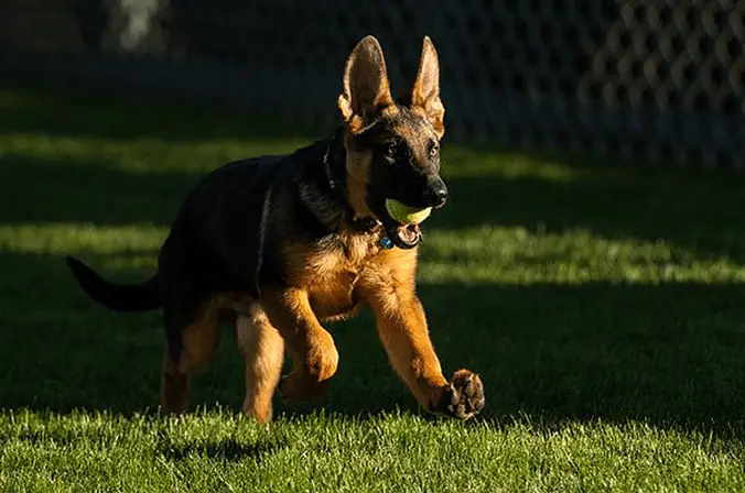 commander puppy