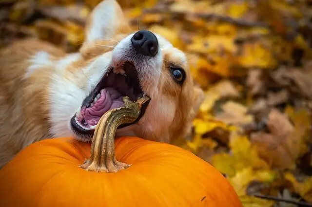 corgi biting pumpkin