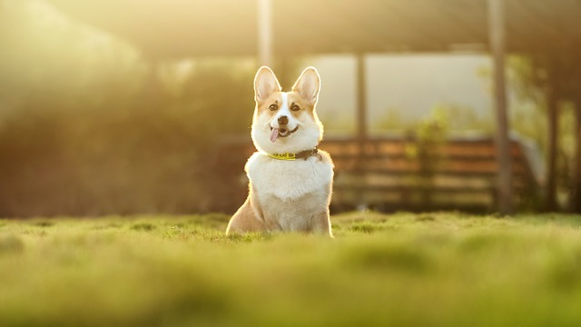 corgi