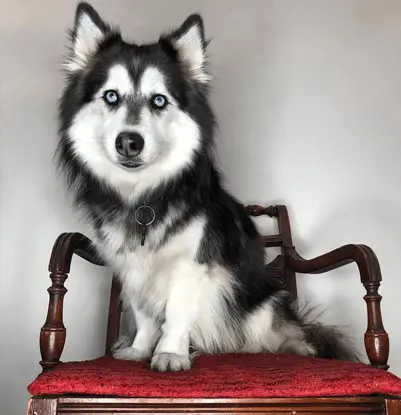 corgi husky mix