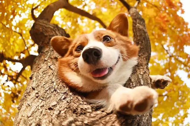 corgi in a tree