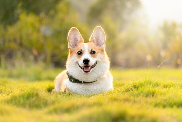 corgi in park