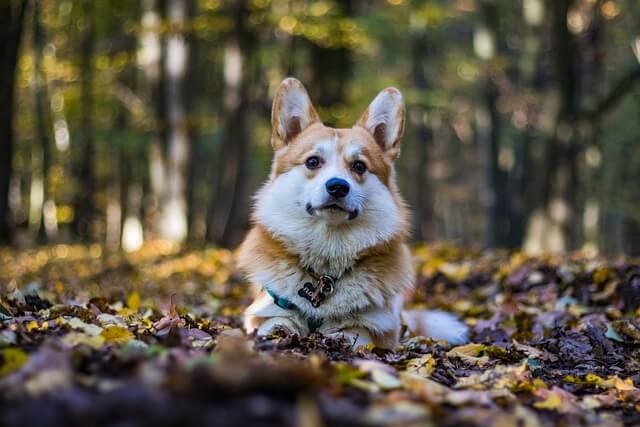 corgi in woods