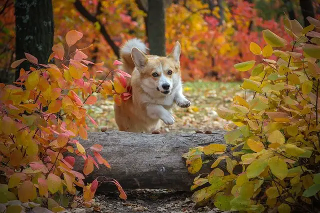 corgi jumping