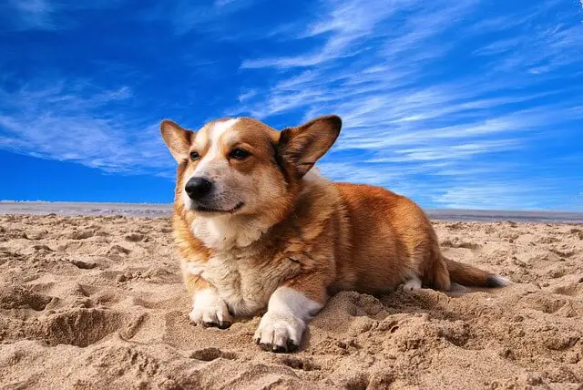 corgi en la playa