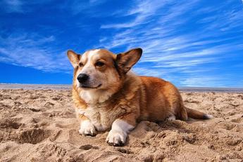 do dogs need sunscreen at the beach