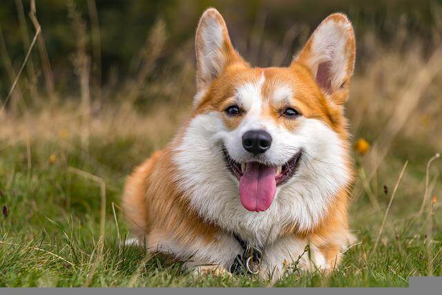 corgi on grass