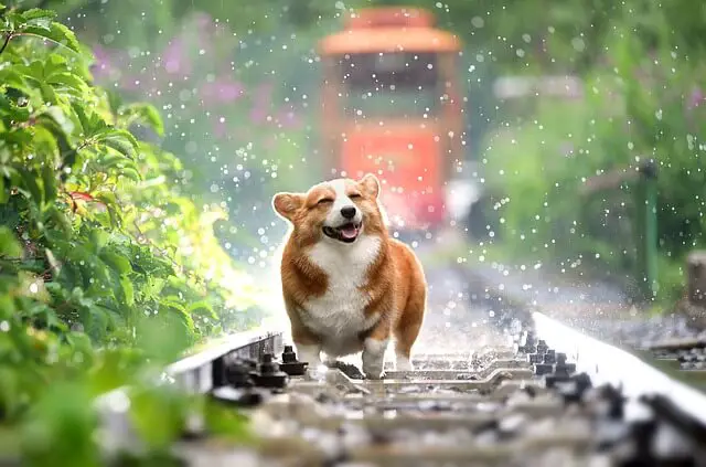 corgi on tracks