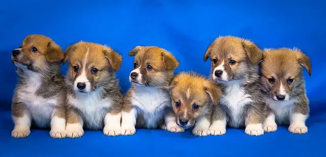 corgi puppies