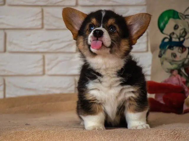 corgi puppy