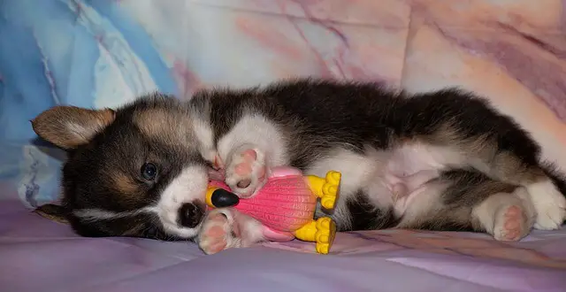 corgi puppy on couch