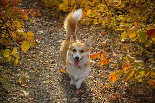 corgi tail upright