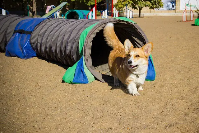 corgi training agility