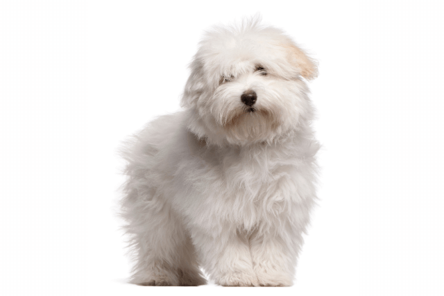 Cheap coton de tulear small white dog Clearance