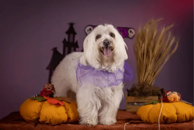 Coton de Tulear