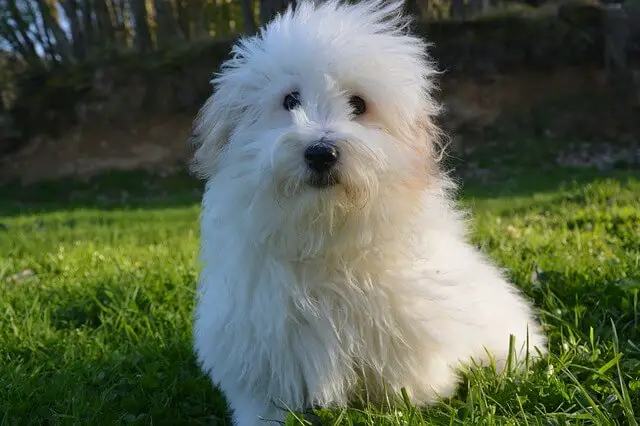 coton de tulear