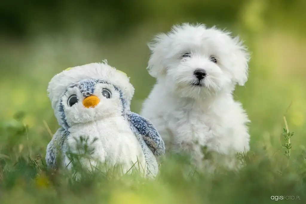 coton de tulear with toy