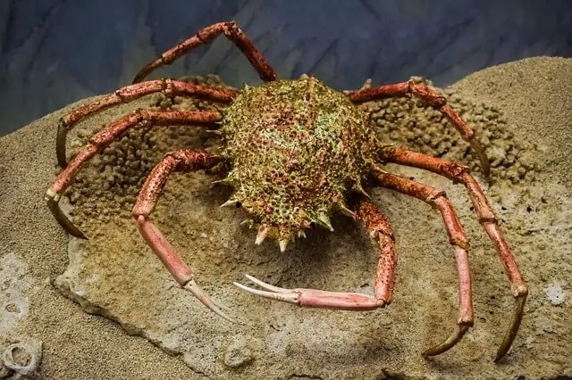 crab in sea