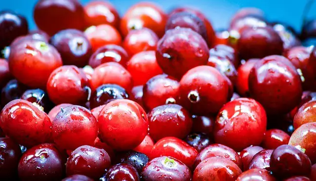 cranberries closeup