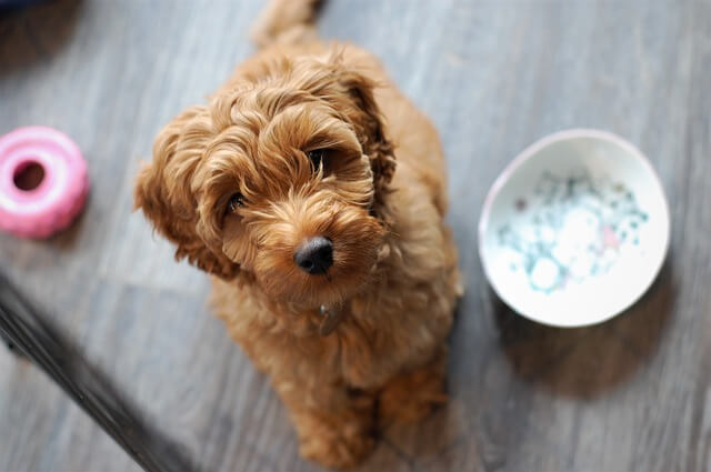 cream labradoodle puppy