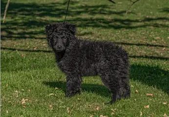 Croatian Sheepdog Dog Breed Information