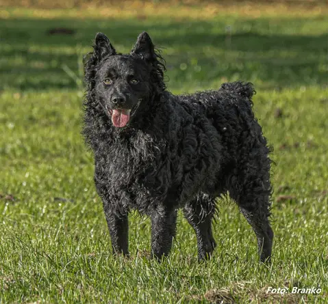 Cane da Pastore Croato