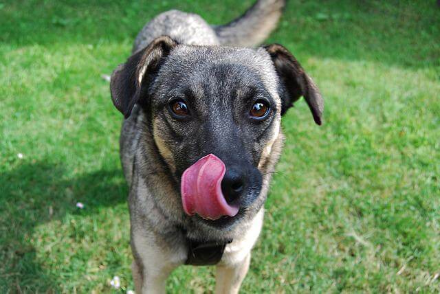 crossbred dog licking