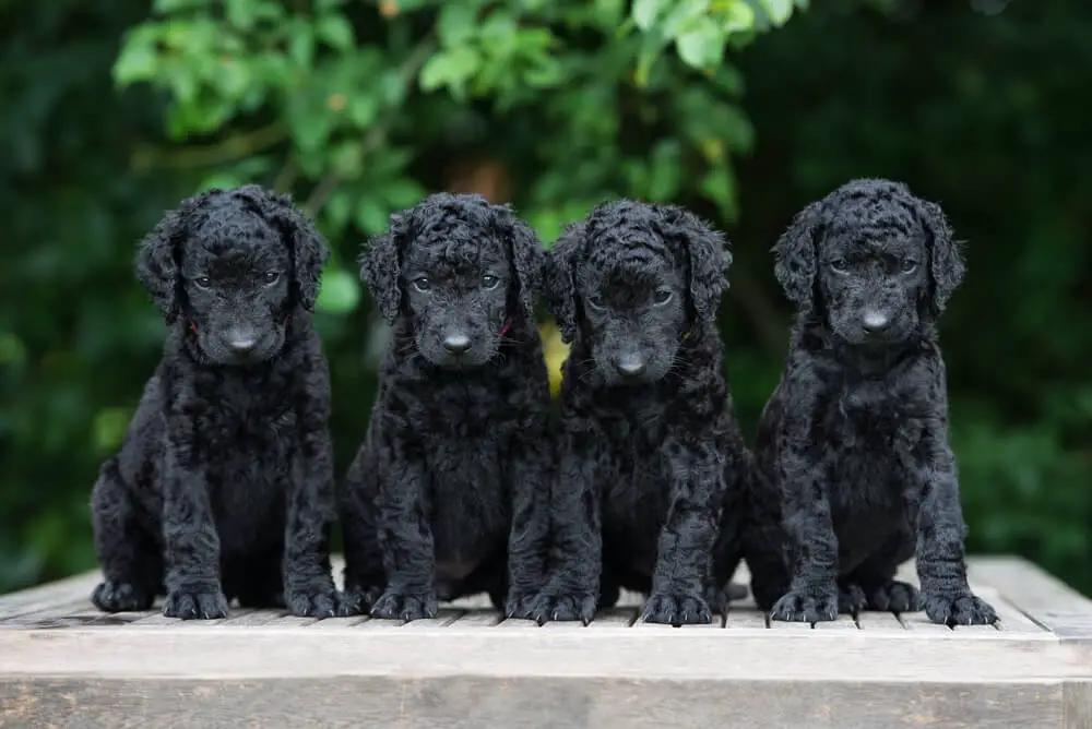 curly coated retriever