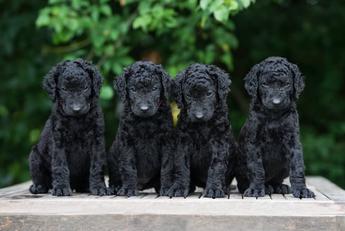 does the curly coated retriever have infectious disease